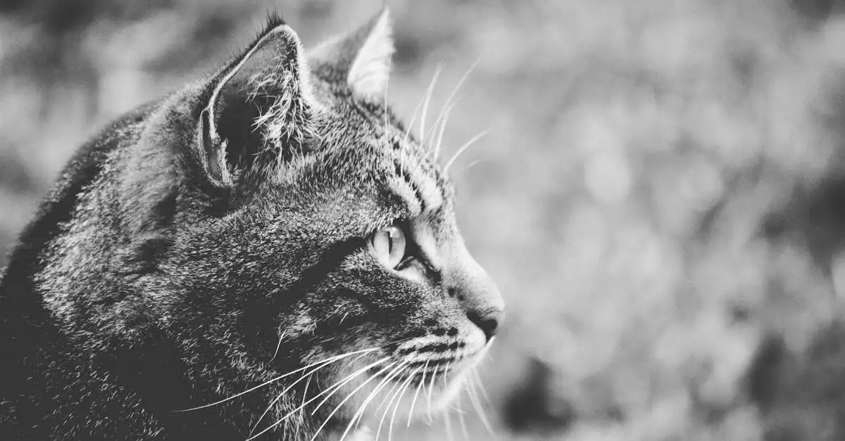 Was ist der wissenschaftliche Name der Hauskatze?