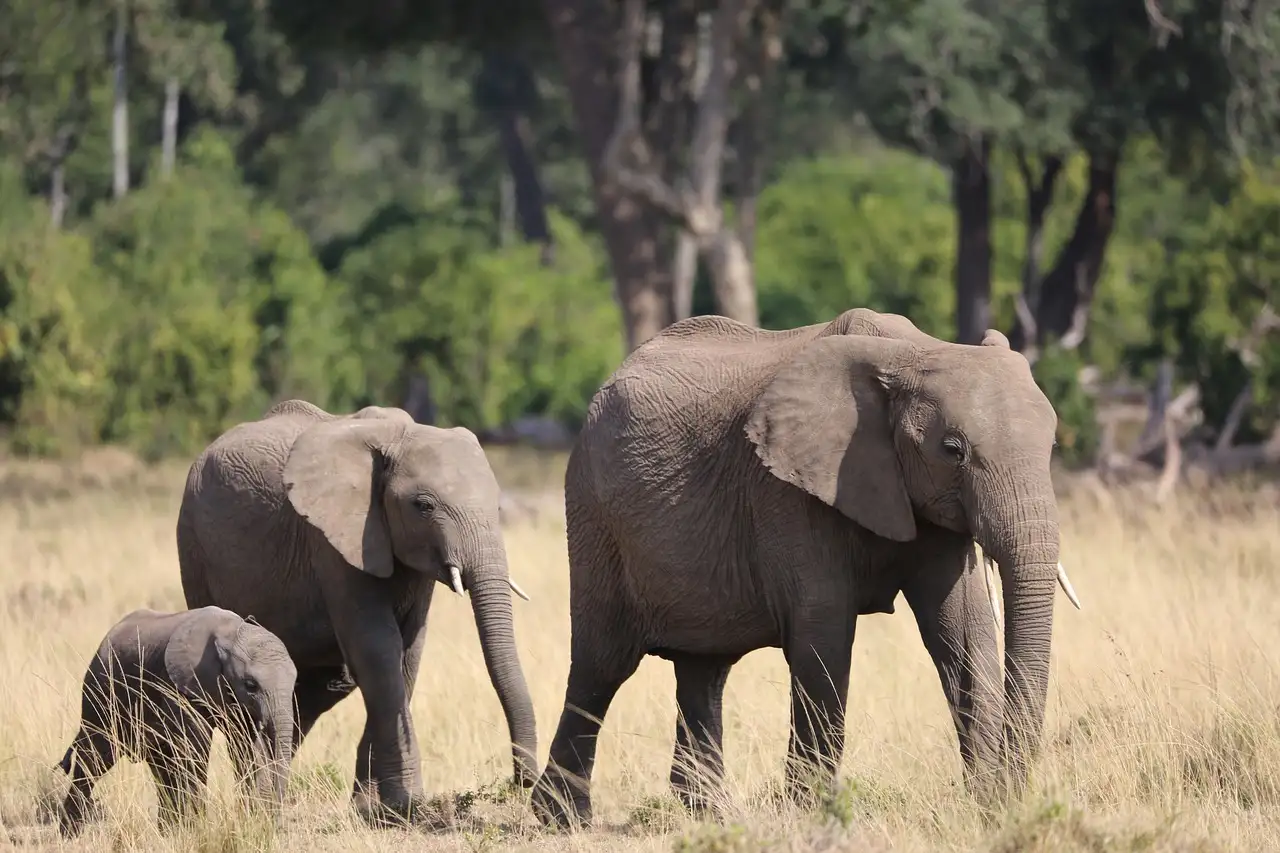 Was ist die Maasai Mara, das berühmte Safari-Paradies?