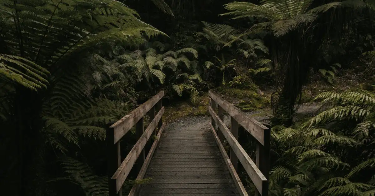 Welche australische Region hat die schönsten Regenwälder?