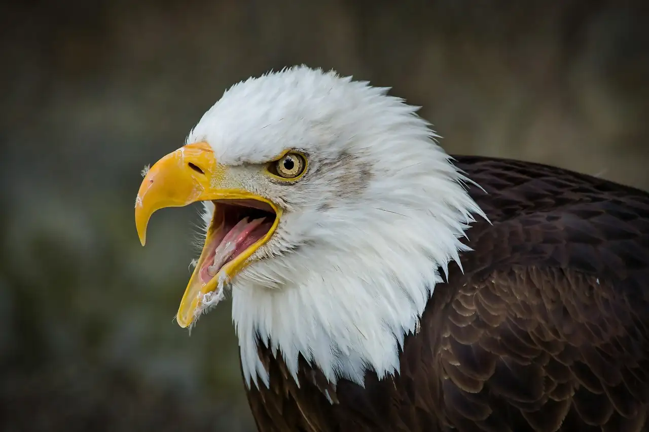 Welche kulturelle Bedeutung hatte der Adler in der Geschichte?