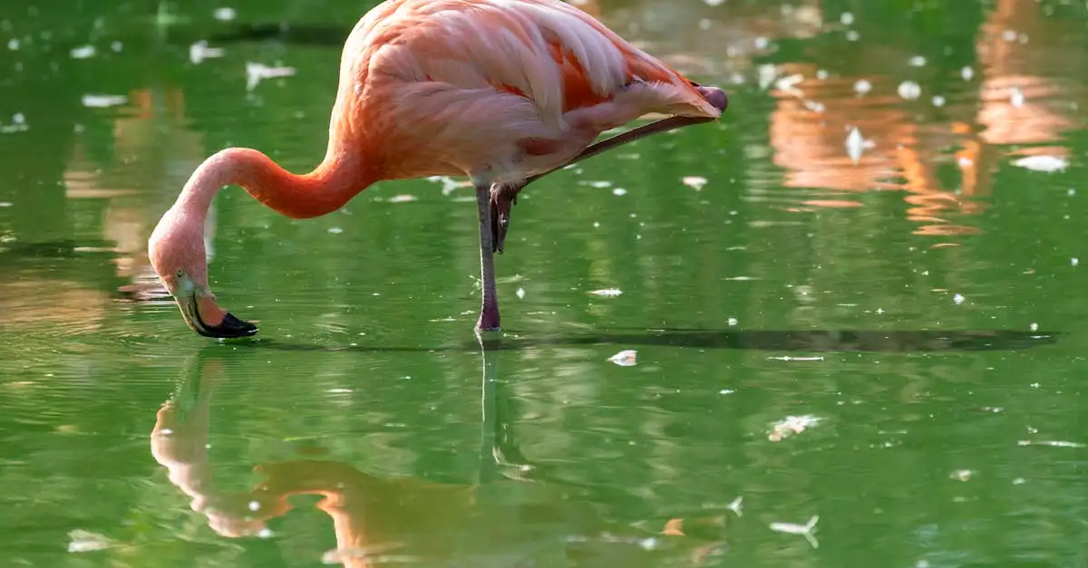 Welche Vögel bilden große Kolonien wie Flamingos?