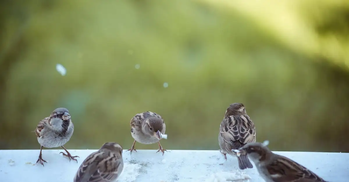 Welche Vögel sind die geselligsten wie Spatzen?