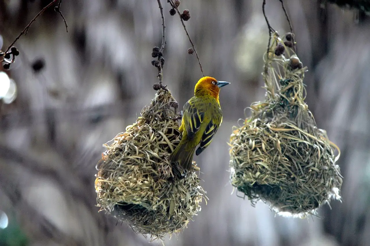 Wie bauen Vögel ihre Nester? Entdecken Sie die Geheimnisse!