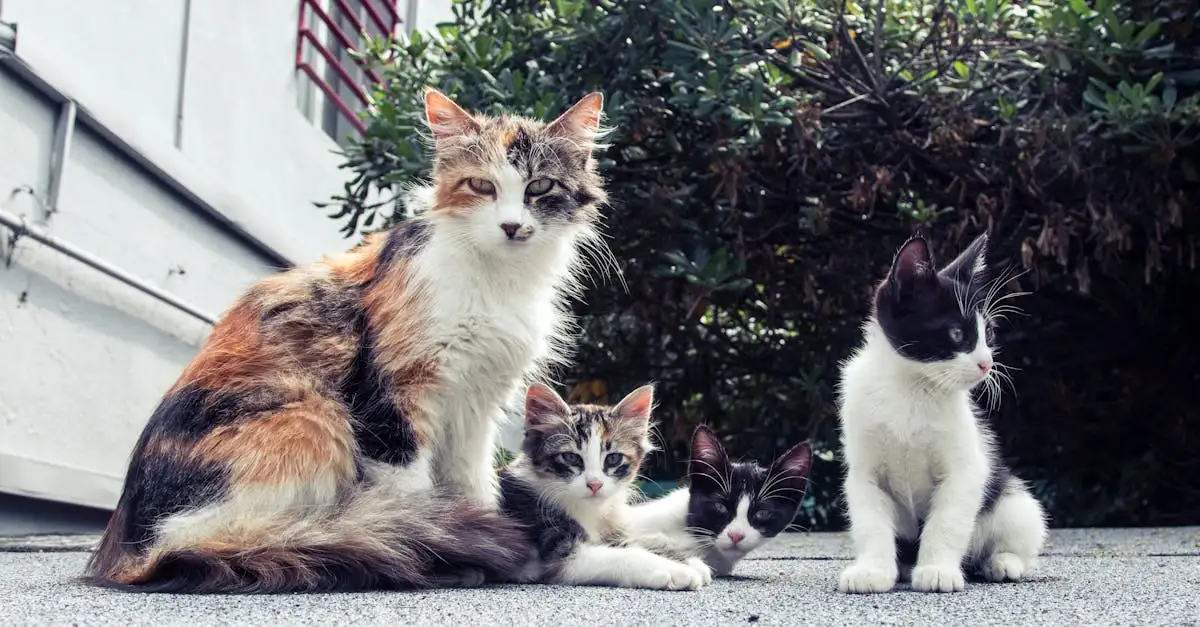 Wie reagieren Katzen auf andere Haustiere im Haus?