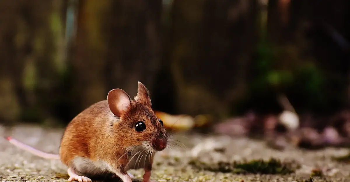 Wie stoppen Mäuse mit Stahlwolle in kleinen Löchern?