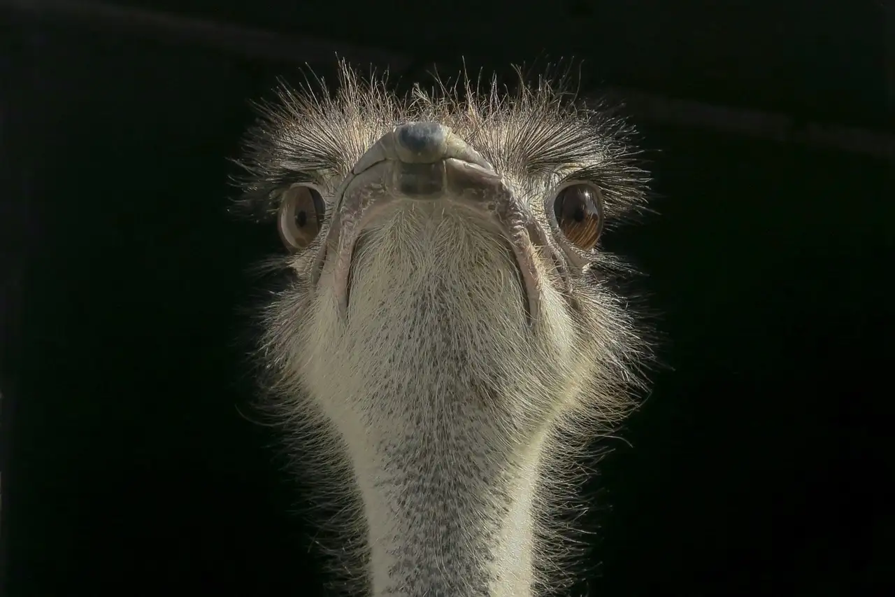 Wie unterstützt die Schnabelform Vögel bei der Nahrungssuche?