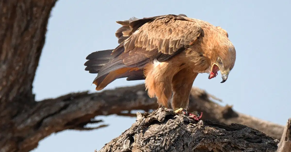 Warum sind Adler und Falken die besten Jäger in der Natur?