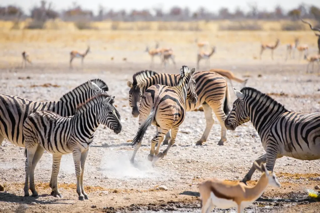 Was macht den Etosha-Nationalpark so besonders?