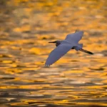 Was sind die größten Bedrohungen für Vögel in der Wildnis?