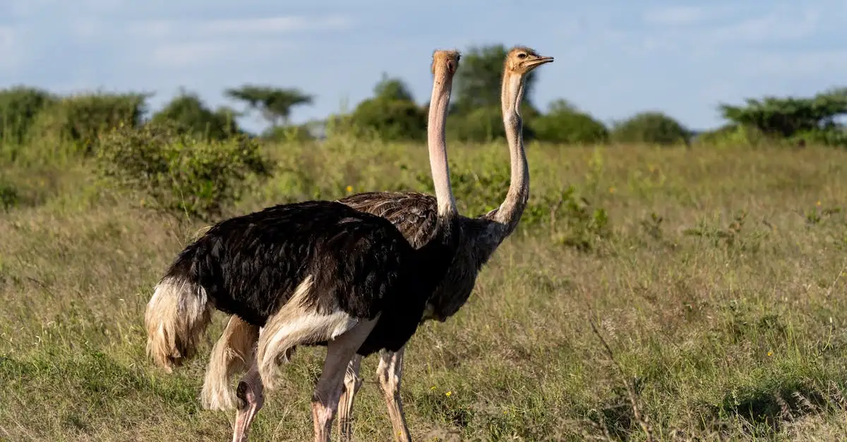 Was sind die größten Bedrohungen für Vögel in der Wildnis?