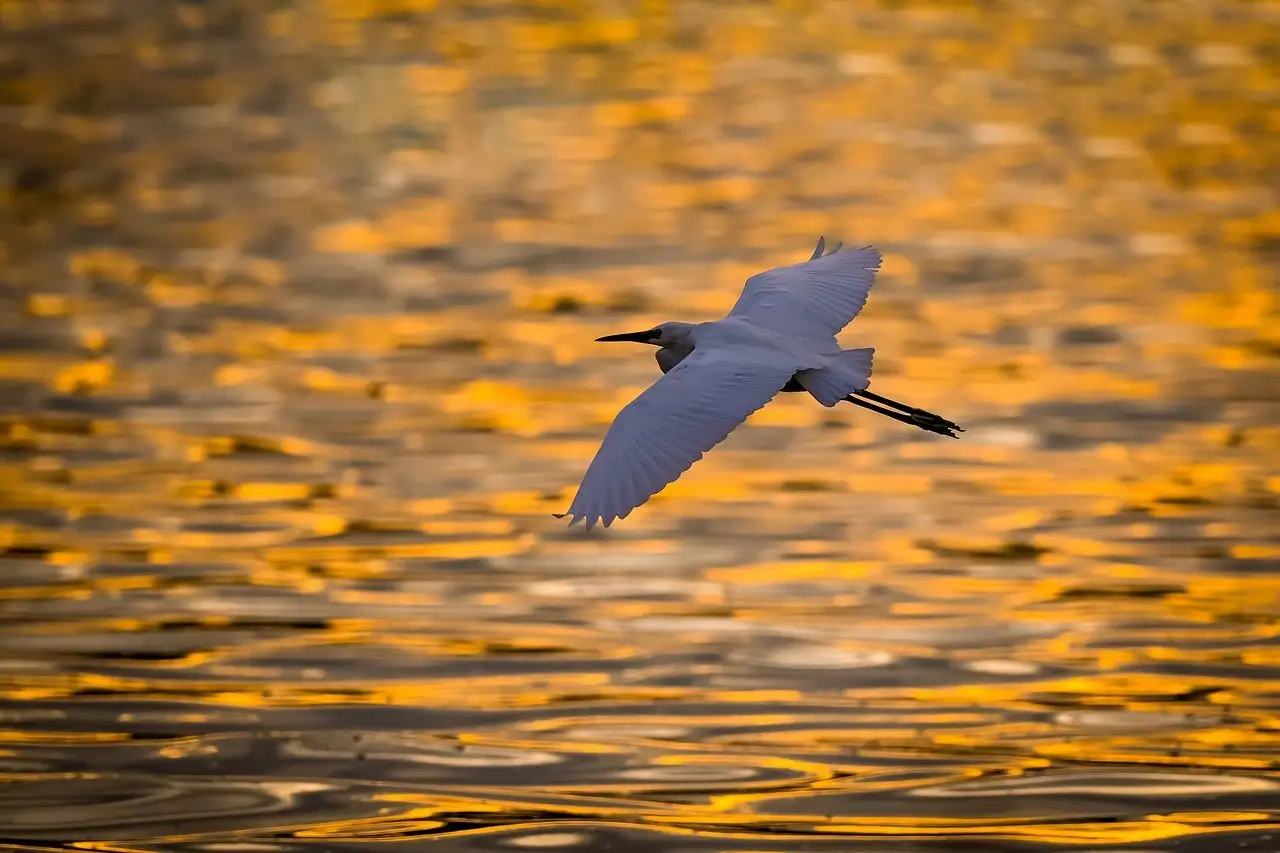 Was sind die größten Bedrohungen für Vögel in der Wildnis?