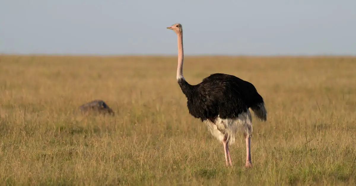 Welche Stadt in Kenia öffnet die Tore zu Safari-Parks?