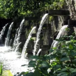 Wie schützt Kaffeesatz Pflanzen vor Schädlingen?