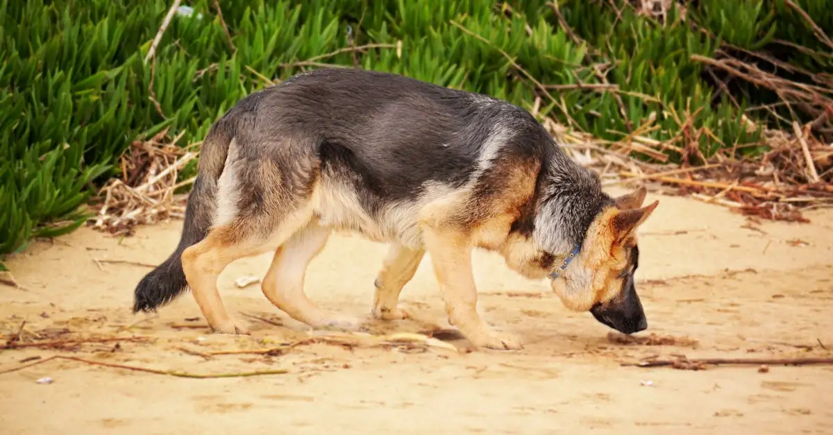 Wie unterstützen Hunde die evolutionäre Forschung?