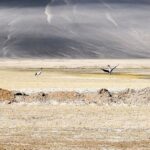 welcher grosse vogel beeindruckt mit eleganten taenzen