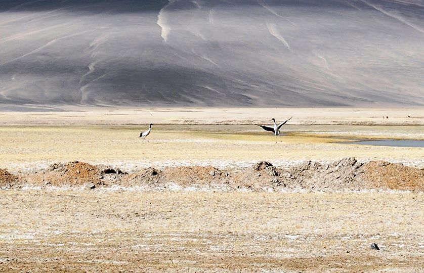 welcher grosse vogel beeindruckt mit eleganten taenzen